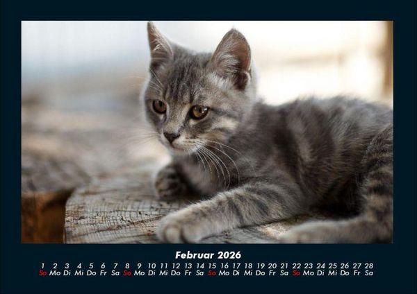 Produktbild: Tierkalender 2026 Fotokalender DIN A4