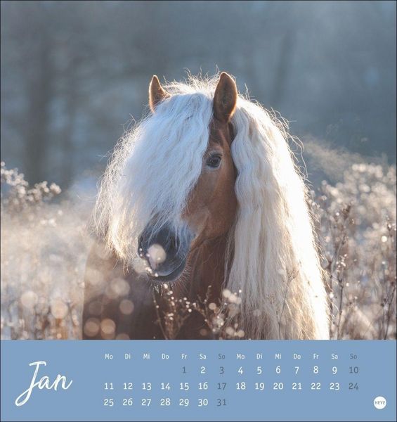 Produktbild: Pferde Postkartenkalender 2027 - Starke Freunde