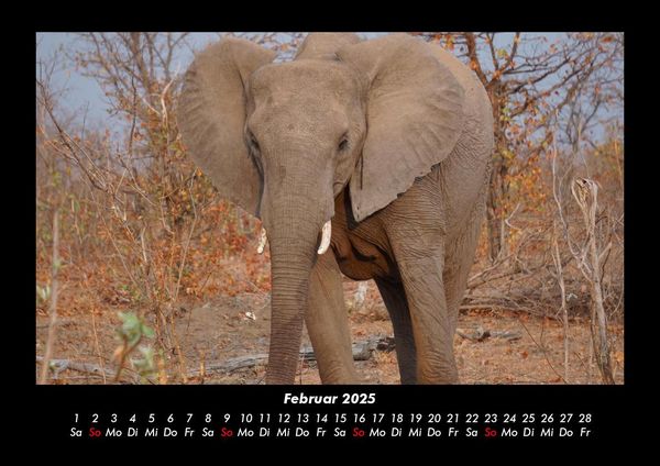 Produktbild: Der Elefantenkalender 2025 Fotokalender DIN A3