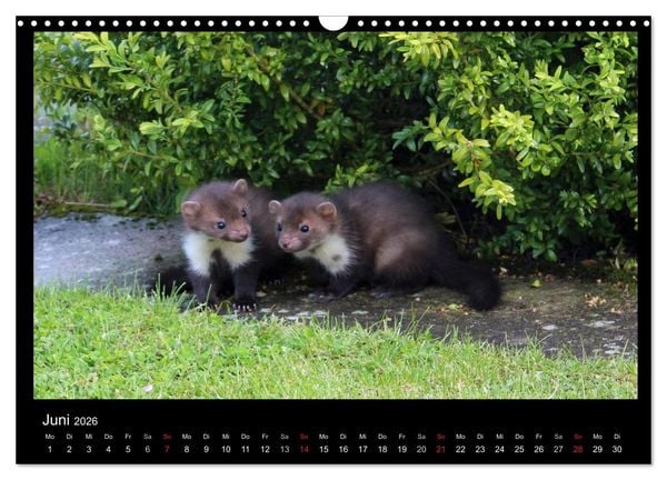 Produktbild: Marderkinder (Wandkalender 2026 DIN A3 quer), CALVENDO Monatskalender