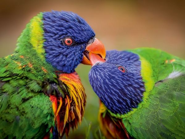 Produktbild: CALVENDO Puzzle Ein Motiv aus dem Kalender Tolle Tierportraits | 1000 Teile Lege-Gr&ouml;&szlig;e 64x48cm Foto-Puzzle f&uuml;r gl&uuml;ckliche Stunden