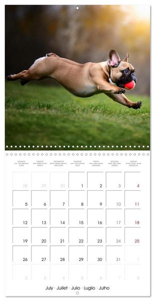 Produktbild: French Bulldogs in play frenzy (Wall Calendar 2027 12 &times; 12 Inch) CALVENDO 12 Month Wall Calendar