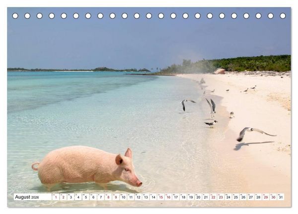 Produktbild: Schweine im Dauerurlaub auf den Bahamas! (Tischkalender 2026 DIN A5 quer), CALVENDO Monatskalender