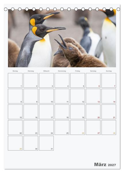 Produktbild: Alltag bei den Pinguinen auf Falkland (Tischkalender 2027 DIN A5 hoch), CALVENDO Monatskalender