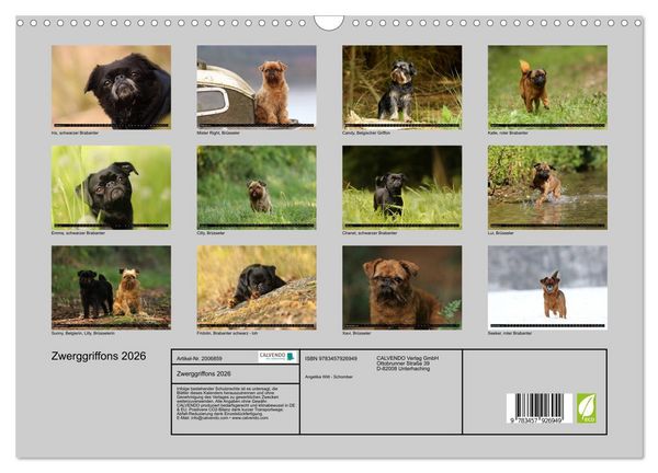Produktbild: Zwerggriffons 2026 (Wandkalender 2026 DIN A3 quer), CALVENDO Monatskalender