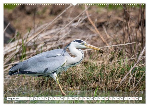 Produktbild: Vogelparadies Volvi-See (hochwertiger Premium Wandkalender 2026 DIN A2 quer), Kunstdruck in Hochglanz