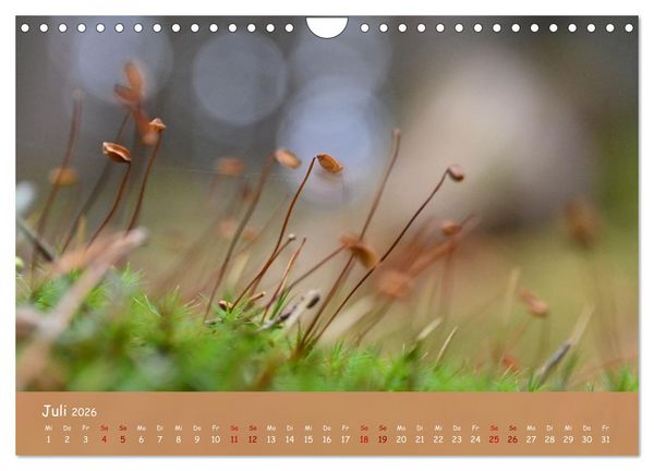 Produktbild: Der Zauber steckt immer im Detail (Wandkalender 2026 DIN A4 quer), CALVENDO Monatskalender