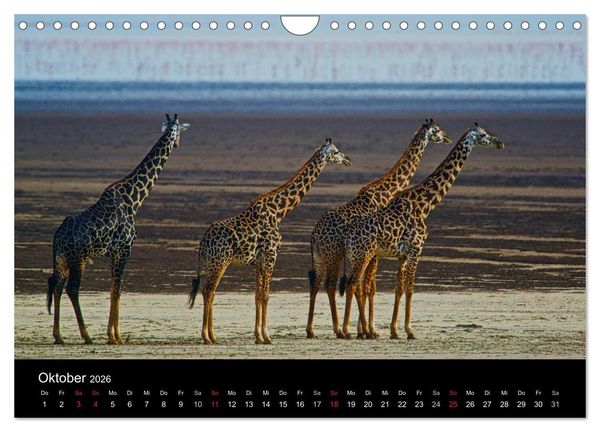 Produktbild: GIRAFFEN - Liebliche Riesen der afrikanischen Savanne (Wandkalender 2026 DIN A4 quer), CALVENDO Monatskalender