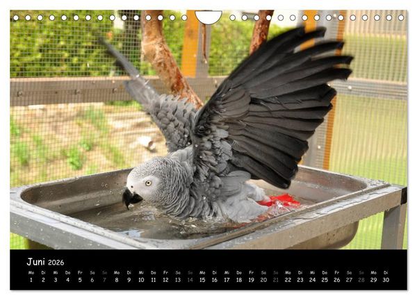 Produktbild: Graupapageien mit Herz (Wandkalender 2026 DIN A4 quer), CALVENDO Monatskalender