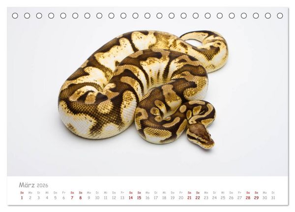 Produktbild: K&ouml;nigspythons - bunte Schlangen (Tischkalender 2026 DIN A5 quer), CALVENDO Monatskalender