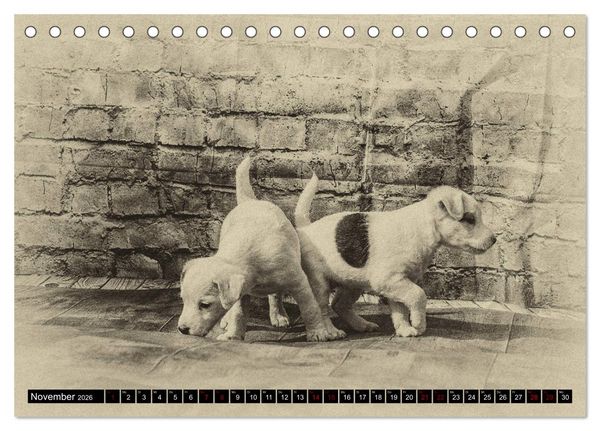 Produktbild: Parson Jack Russel Welpen (Tischkalender 2026 DIN A5 quer), CALVENDO Monatskalender