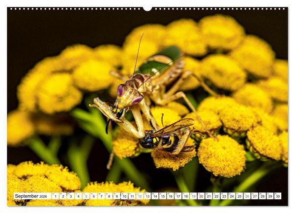 Produktbild: Im Bann der Mantis (hochwertiger Premium Wandkalender 2026 DIN A2 quer), Kunstdruck in Hochglanz