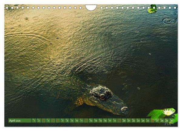 Produktbild: Florida &ndash; sunny beaches and mysterious swamps (Wall Calendar 2026 DIN A4 landscape), CALVENDO 12 Month Wall Calendar