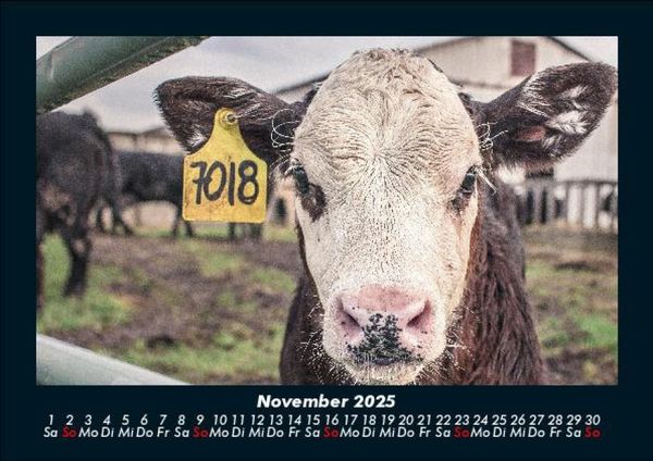 Produktbild: Kuhkalender 2025 Fotokalender DIN A5