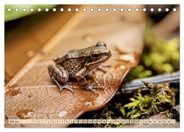 Produktbild: Die kleinsten Tiere - Weltweit (Tischkalender 2027 DIN A5 quer), CALVENDO Monatskalender