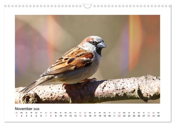 Produktbild: Gefiederte Garteng&auml;ste, Spatzenleben (Wandkalender 2026 DIN A3 quer), CALVENDO Monatskalender