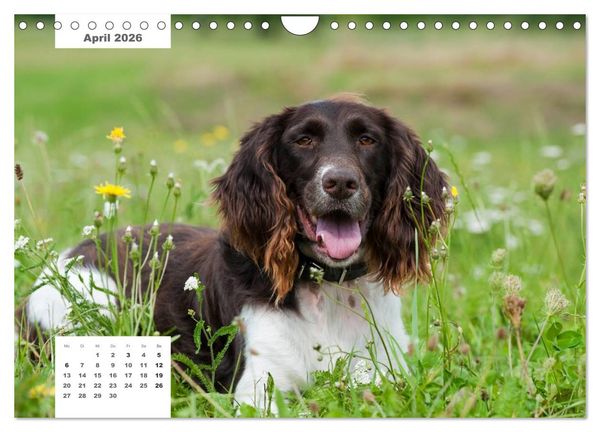Produktbild: Rassehunde (Wandkalender 2026 DIN A4 quer), CALVENDO Monatskalender
