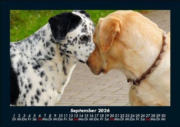 Produktbild: Der Hundekalender 2026 Fotokalender DIN A5