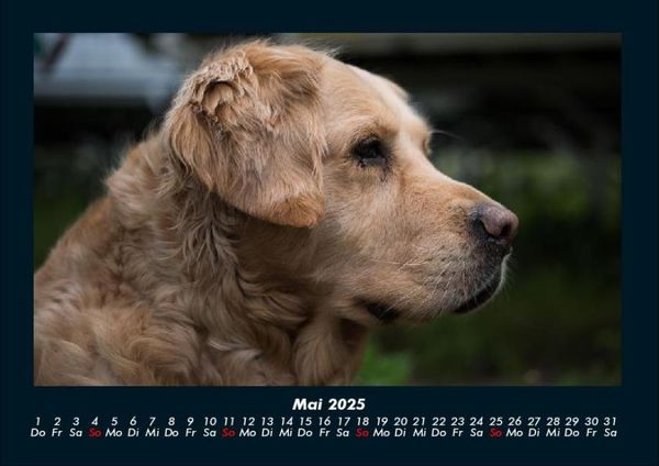 Produktbild: Hundezauber 2025 Fotokalender DIN A4