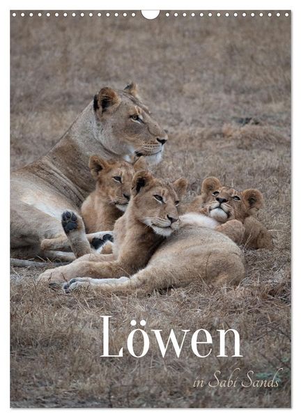 Löwen in Sabi Sands (Wandkalender 2026 DIN A3 hoch), CALVENDO Monatskalender