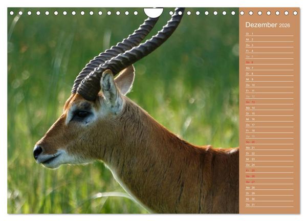 Produktbild: Afrika - Faszinierende Tierwelt (Wandkalender 2026 DIN A4 quer), CALVENDO Monatskalender