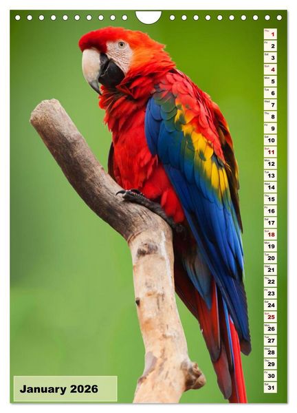 Produktbild: Colourful birds (Wall Calendar 2026 DIN A4 portrait), CALVENDO 12 Month Wall Calendar