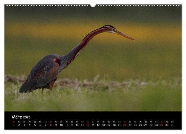 Produktbild: Naturjuwelen - Neusiedler See (Wandkalender 2026 DIN A2 quer), CALVENDO Monatskalender