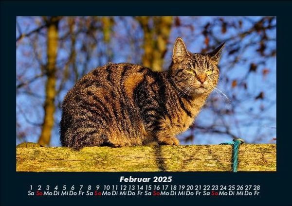 Produktbild: F&uuml;r Katzenfreunde 2025 Fotokalender DIN A5