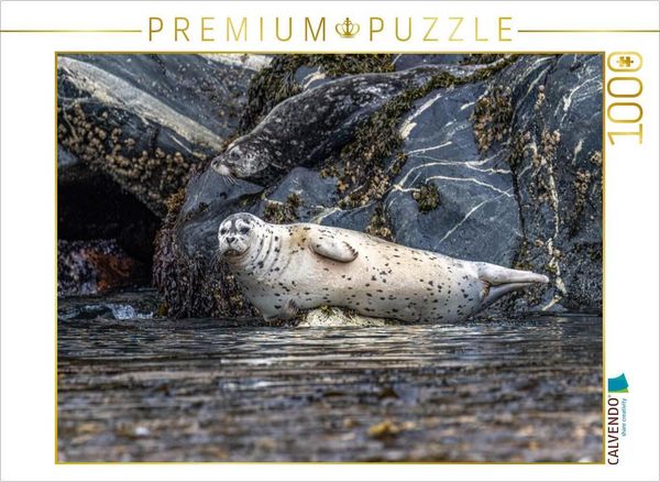 CALVENDO Puzzle Robbe an der Felsküste | 1000 Teile Lege-Größe 64 × 48 cm Foto-Puzzle für glückliche Stunden
