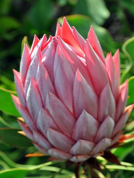 Produktbild: CALVENDO Puzzle Protea, Maui | 1000 Teile Lege-Gr&ouml;&szlig;e 64x48cm Foto-Puzzle f&uuml;r gl&uuml;ckliche Stunden