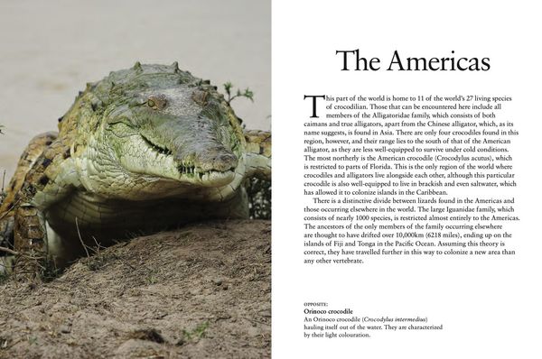 Produktbild: Crocodiles, Alligators & Lizards