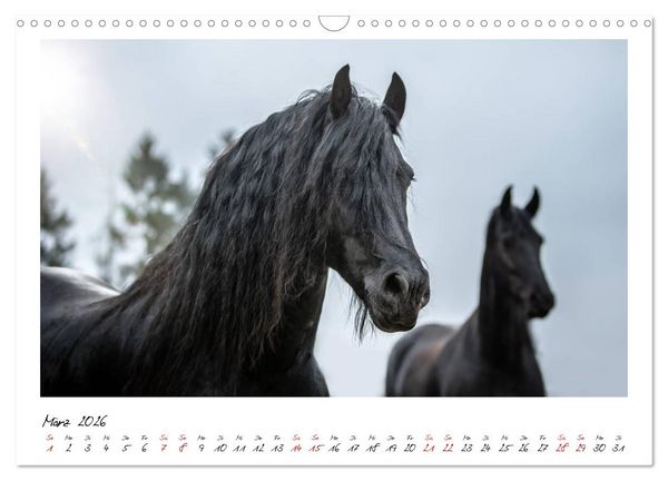 Produktbild: Friesen - stolze Giganten (Wandkalender 2026 DIN A3 quer), CALVENDO Monatskalender