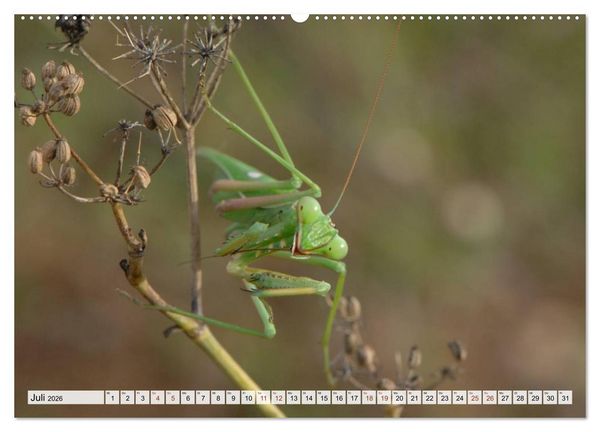 Produktbild: INSEKTEN GANZ NAHE (hochwertiger Premium Wandkalender 2026 DIN A2 quer), Kunstdruck in Hochglanz