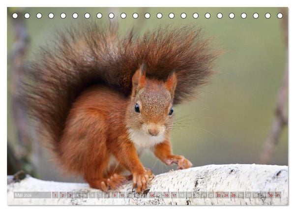 Produktbild: Eichh&ouml;rnchen in zauberhaften Posen (Tischkalender 2026 DIN A5 quer), CALVENDO Monatskalender
