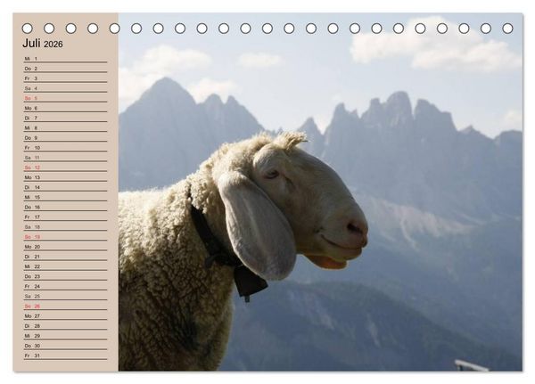 Produktbild: Schafe z&auml;hlen leicht gemacht! (Tischkalender 2026 DIN A5 quer), CALVENDO Monatskalender