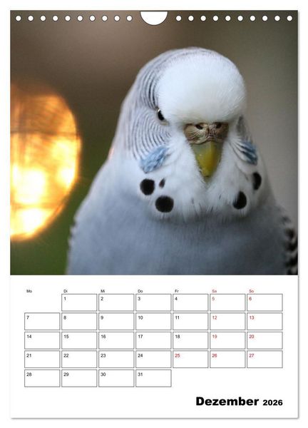 Produktbild: Wellensittichkalender Jubil&auml;umsedition - 10 Jahre Wellensittichkalender! (Wandkalender 2026 DIN A4 hoch), CALVENDO Monatskalender