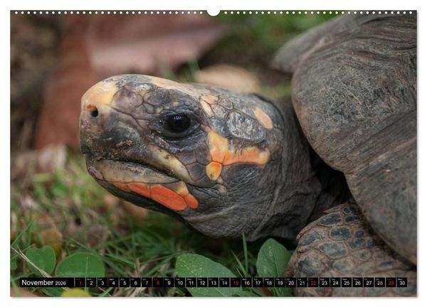 Produktbild: Turtles and Tortoises - Armored pacifists (High Quality Premium Wall Calendar 2026 DIN A2 landscape),CALVENDO 12 Month Wall Calendar