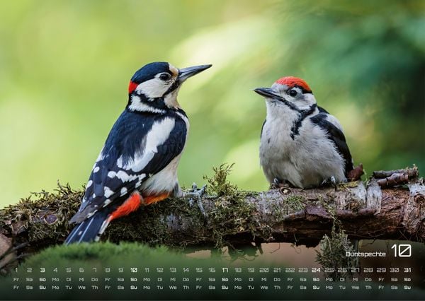 Produktbild: Waldtiere - Heimische Waldbewohner - Der Tierkalender - 2027 - Kalender DIN A3