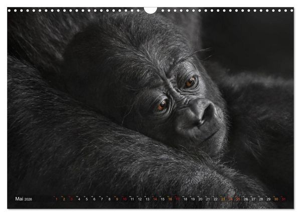 Produktbild: MENSCHENAFFENKINDER 2 (Wandkalender 2026 DIN A3 quer), CALVENDO Monatskalender
