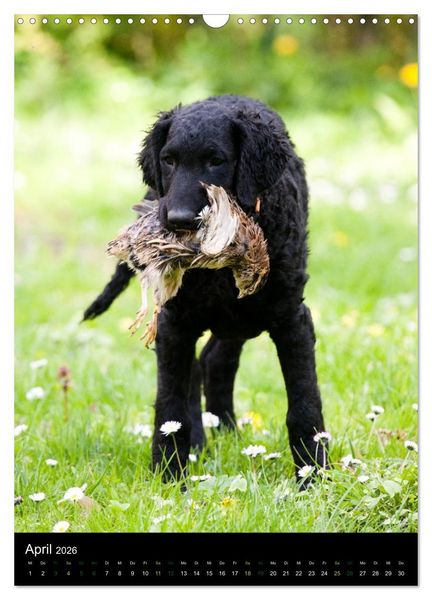 Produktbild: Curly Coated Retriever 2026 (Wandkalender 2026 DIN A3 hoch), CALVENDO Monatskalender