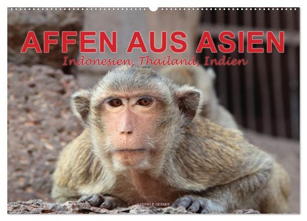 Produktbild: AFFEN AUS ASIEN Indonesien, Thailand, Indien (Wandkalender 2026 DIN A2 quer), CALVENDO Monatskalender