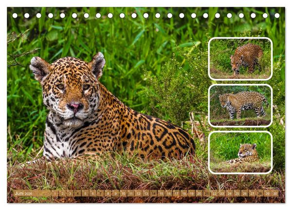 Produktbild: Raubkatzen - gro&szlig; & klein (Tischkalender 2026 DIN A5 quer), CALVENDO Monatskalender