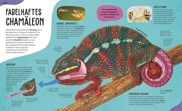 Produktbild: Anatomie der Tiere
