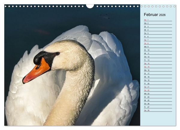 Produktbild: Schwanenzauber (Wandkalender 2026 DIN A3 quer), CALVENDO Monatskalender