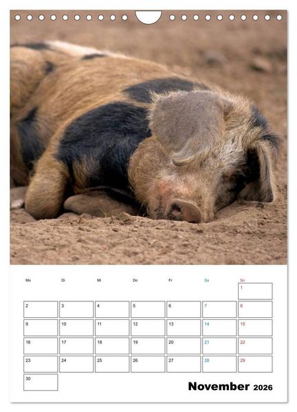 Produktbild: Schweine 2026 (Wandkalender 2026 DIN A4 hoch), CALVENDO Monatskalender