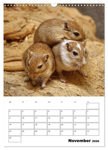 Produktbild: Lustige Rennm&auml;use (Wandkalender 2026 DIN A3 hoch), CALVENDO Monatskalender
