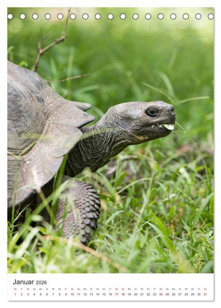 Produktbild: Galapagos - Atemberaubende Tierwelt (Tischkalender 2026 DIN A5 hoch), CALVENDO Monatskalender