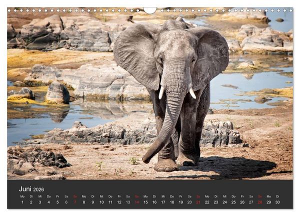 Produktbild: Elefanten - Graue Riesen (Wandkalender 2026 DIN A3 quer), CALVENDO Monatskalender