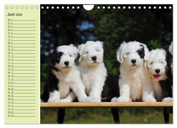 Produktbild: Traumhund Bobtail (Wandkalender 2026 DIN A4 quer), CALVENDO Monatskalender