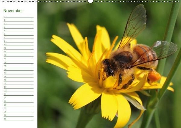 Produktbild: Bienen - Emsige Helfer (Wandkalender immerw&auml;hrend DIN A2 quer)
